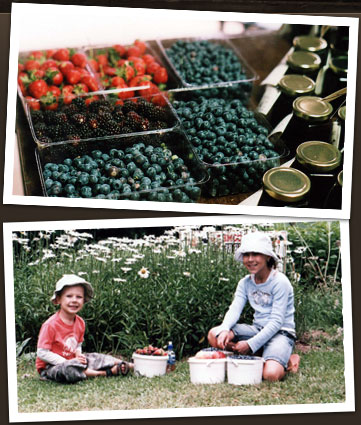 Picking your own berries at Clyde River Berry Farm