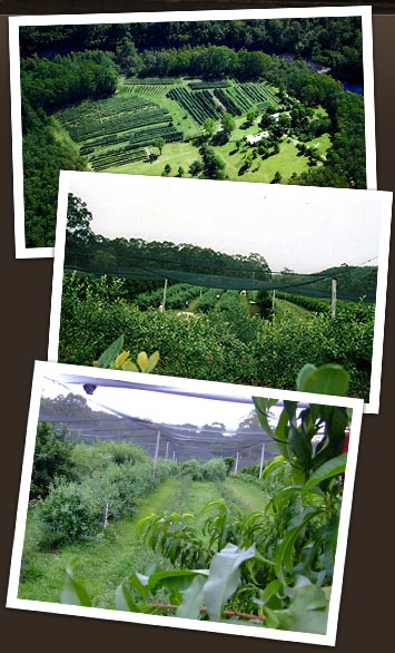 Clyde River Berry Farm is nestled on the banks of the South Coast's Clyde River.