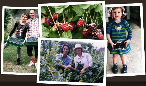 Picking your own berries at Clyde River Berry Farm